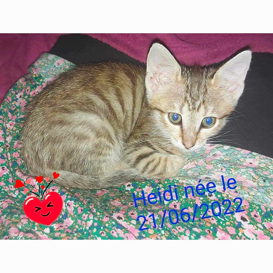 Heidi