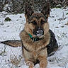 animal, animal_portrait, canine, cold, collar, dog, ears, forest, fur, german_shepherd, grass, laying_down, muzzle, nature, outdoor, paw, pet, quiet, snow, winter