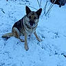 éra a rejoint le concours — aidez-le/la à gagner de superbes lots ! alone, animal, calm, canine, cold, daylight, dog, fur, garden, german_shepherd, leafless_plants, mammal, nature, outdoor, pet, quiet, sitting, snow, watching, winter