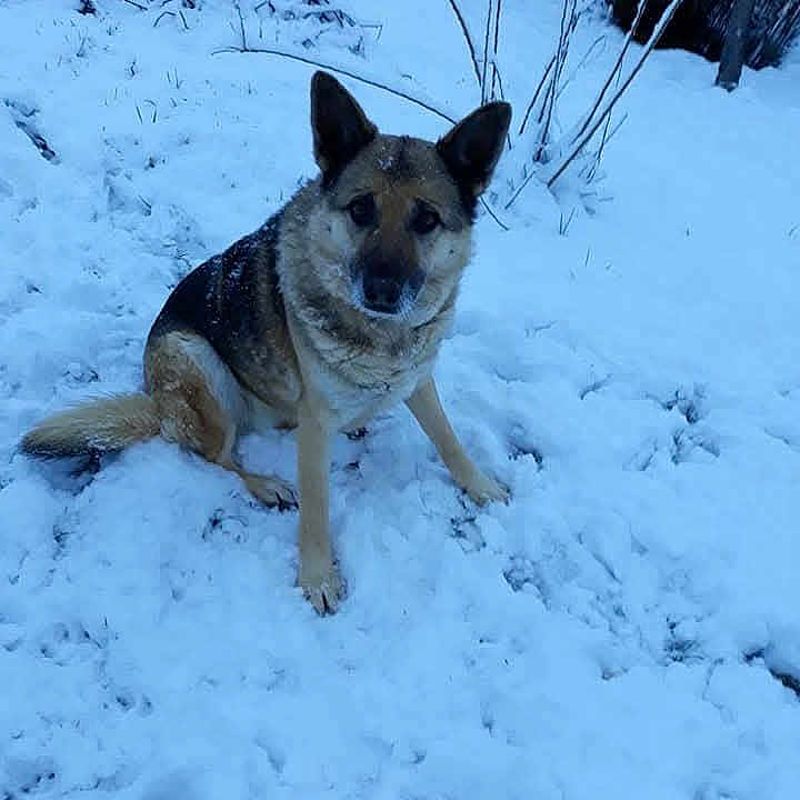 éra a rejoint le concours — aidez-le/la à gagner de superbes lots ! alone, animal, calm, canine, cold, daylight, dog, fur, garden, german_shepherd, leafless_plants, mammal, nature, outdoor, pet, quiet, sitting, snow, watching, winter