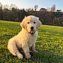 golden_retriever, puppy, dog, grass, park, outdoor, sunlight, golden_hour, portrait, fur, paws, collar, sitting, close_up, field, trees, houses, sky, adorable, cute