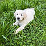 puppy, dog, white_puppy, fluffy, grass, greenery, outdoor, pet, nature, clover, paws, nose, eyes, fur, lying_down, cute, young_animal, portrait, spring, ground