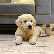 Aïko a rejoint le concours — aidez-le/la à gagner de superbes lots ! dog, puppy, golden_retriever, pet, cute, indoor, sofa, couch, wood_floor, paws, fur, portrait, lying_down, nose, eyes, young_dog, cozy, home_interior, blanket, flooring