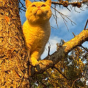 Nina a rejoint le concours — aidez-le/la à gagner de superbes lots ! animal, bark, branch, branch_tip, cat, closeup, daylight, fluffy, fur, looking_up, nature, orange_cat, outdoor, pet, sky, sunlight, texture, tree, wildlife, yellow