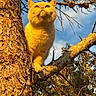animal, bark, branch, branch_tip, cat, closeup, daylight, fluffy, fur, looking_up, nature, orange_cat, outdoor, pet, sky, sunlight, texture, tree, wildlife, yellow