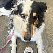 Karma is registered to the contest to win money with this photo: animal, black_and_white, canine, close_up, collie, concrete_floor, dog, ears, eyes, fur, leash, looking_up, outdoor, paw, pet, resting, shoe, sneaker, snout, white_paws