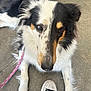 animal, black_and_white, canine, close_up, collie, concrete_floor, dog, ears, eyes, fur, leash, looking_up, outdoor, paw, pet, resting, shoe, sneaker, snout, white_paws