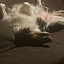 dog, fluffy, lying_down, upside_down, relaxed, indoor, pet, furry, legs_up, brown, white, canine, resting, couch, animal, sleeping, cozy, domestic, fur, paw