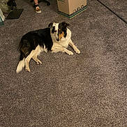Karma is registered to the contest to win money with this photo: dog, carpet, person, legs, cardboard_box, broom, shoes, indoor, sitting, floor, animal, black_and_white, furniture, room, relaxing, paw, canine, casual, home, pet