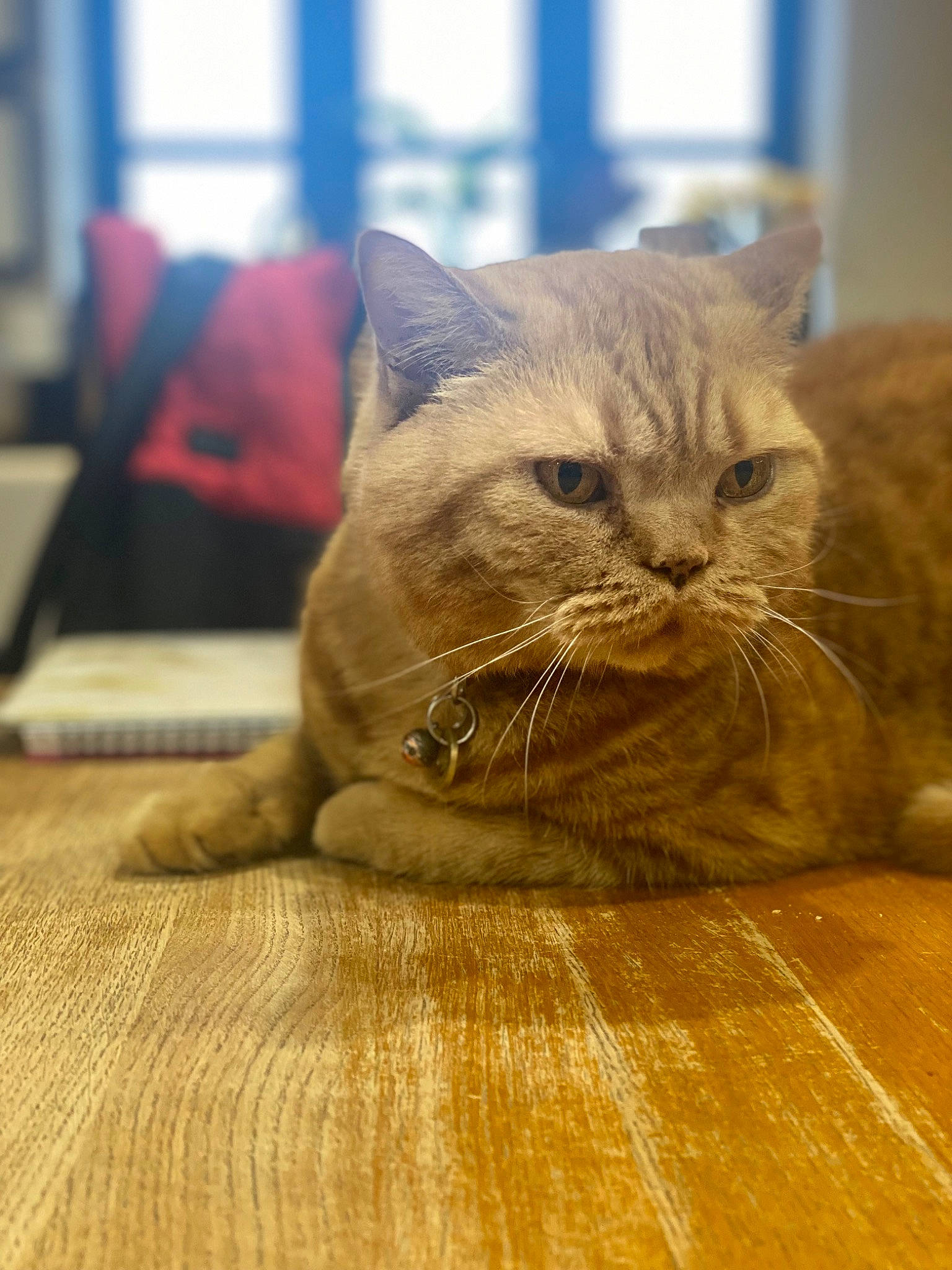 Columbo is registered to the contest to win money with this photo: carnivore, cat, comfort, domestic_short_haired_cat, fawn, felidae, flooring, fur, hardwood, laminate_flooring, paw, small_to_medium_sized_cats, snout, terrestrial_animal, varnish, whiskers, window, wood, wood_flooring, wood_stain