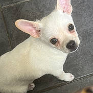 Bertie joined the competition — help win amazing prizes! animal, canine, closeup, companion, curious, cute, dog, domestic_animal, ears, floor, friendly, fur, indoor, looking_up, paw, pet, small_dog, tile_floor, white_dog, young_dog