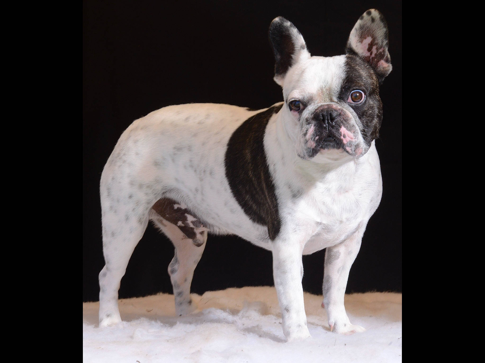 Boule a rejoint le concours — aidez-le/la à gagner de superbes lots ! bulldog, canidae, carnivore, collar, companion_dog, dog, dog_breed, dog_collar, ear, fawn, french_bulldog, fur, non_sporting_group, paw, puppy, sporting_group, terrestrial_animal, toy_dog, whiskers, working_animal