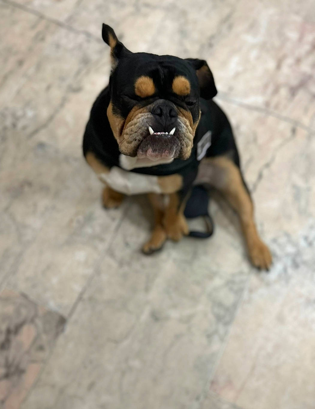 Tayron a rejoint le concours — aidez-le/la à gagner de superbes lots ! boston_terrier, bulldog, canidae, carnivore, companion_dog, dog, dog_breed, fawn, flooring, fur, paw, puppy, snout, sporting_group, tail, terrestrial_animal, toy, toy_dog, whiskers, working_animal