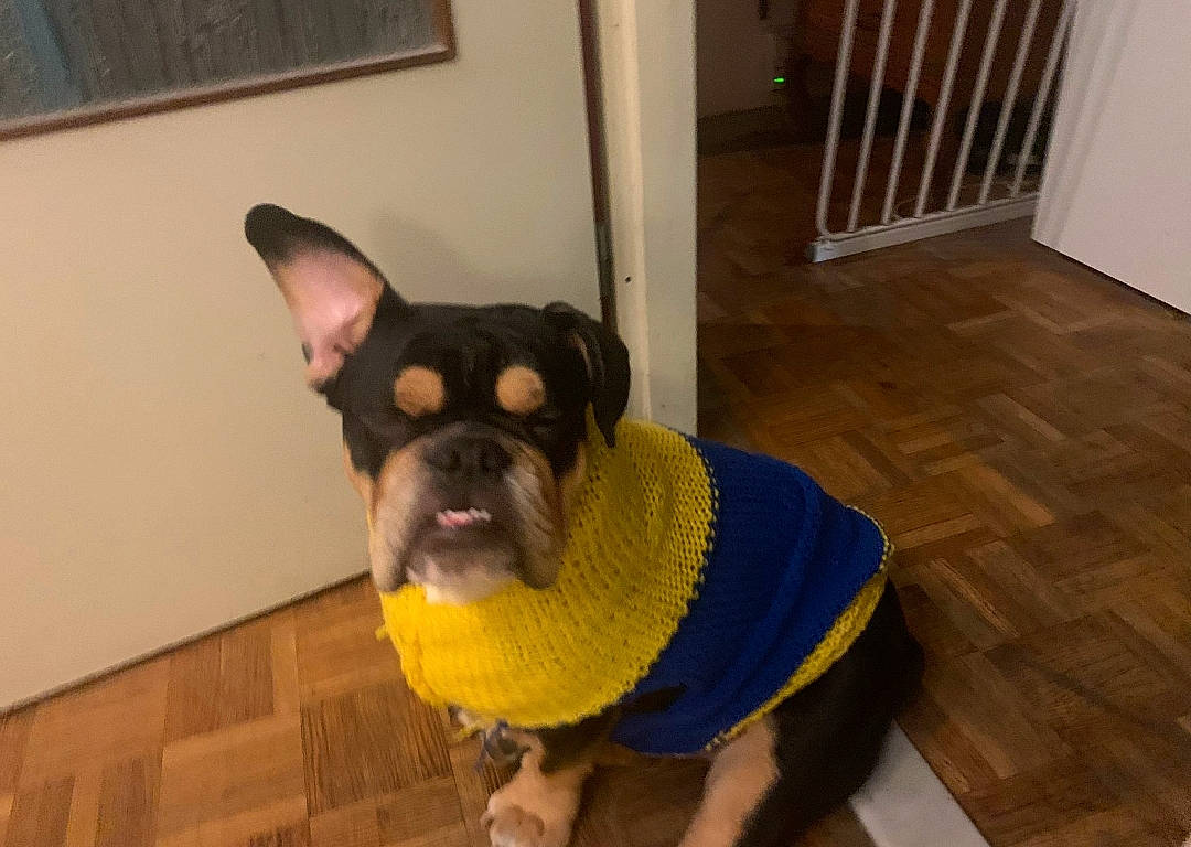 Tayron participe au concours pour gagner de l'argent avec cette photo : bulldog, canidae, carnivore, collar, companion_dog, dog, dog_breed, door, fawn, flooring, french_bulldog, hardwood, snout, tail, toy_dog, whiskers, wood, wood_flooring, wood_stain, working_animal