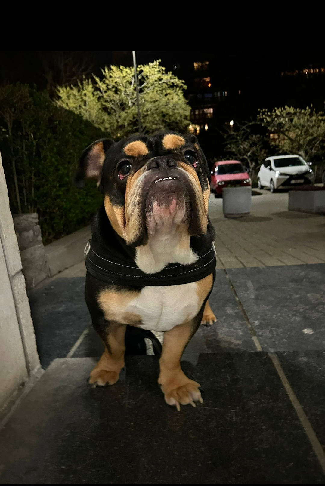 Tayron a rejoint le concours — aidez-le/la à gagner de superbes lots ! bulldog, canidae, car, carnivore, companion_dog, dog, dog_breed, eyewear, fawn, fur, grass, plant, road_surface, snout, sporting_group, tire, toy_dog, tree, vehicle, wheel