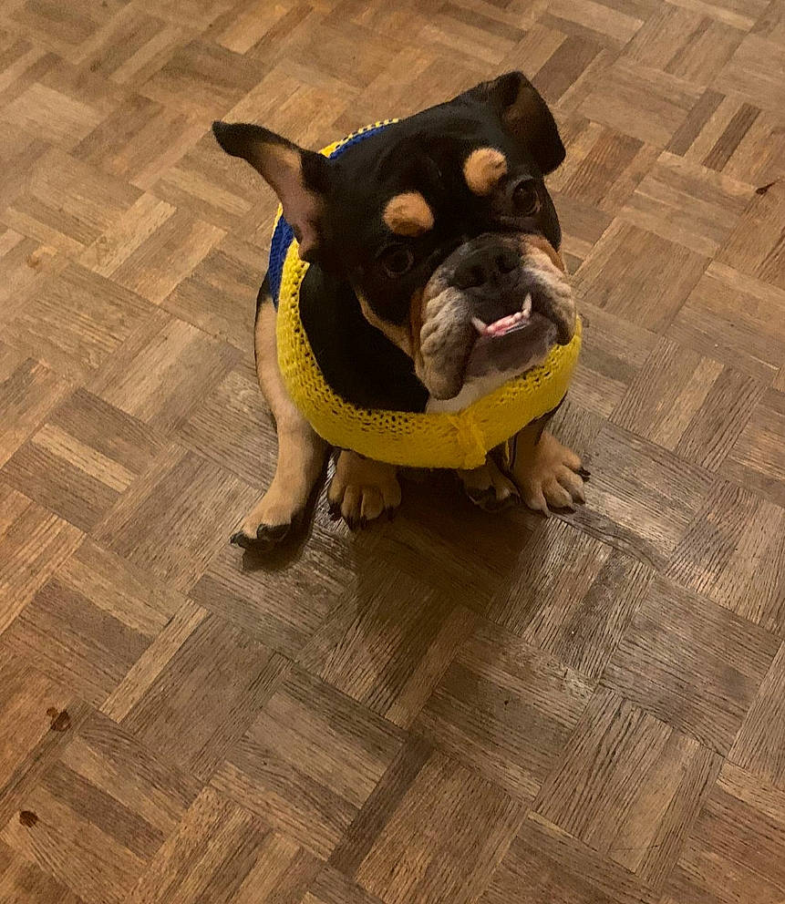 Tayron a rejoint le concours — aidez-le/la à gagner de superbes lots ! bulldog, canidae, carnivore, companion_dog, dog, dog_breed, dog_clothes, fawn, floor, flooring, hardwood, personal_protective_equipment, pug, snout, sporting_group, tail, toy_dog, whiskers, wood, working_animal