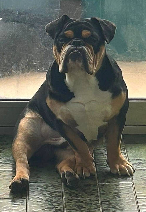 Tayron a rejoint le concours — aidez-le/la à gagner de superbes lots ! art, boxer, bulldog, canidae, carnivore, companion_dog, dog, dog_breed, dog_collar, fawn, giant_dog_breed, molosser, snout, sporting_group, terrestrial_animal, toy_dog, water, working_animal, working_dog, wrinkle