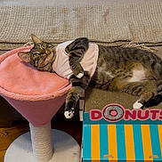 Vaughn is registered to the contest to win money with this photo: cat, tabby_cat, pet, indoor, couch, cat_outfit, cat_perch, cat_house, donut_theme, wooden_floor, plush_toys, relaxed, feline, pink, blue, yellow, striped, furniture, curious, cozy