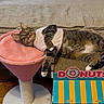 cat, tabby_cat, pet, indoor, couch, cat_outfit, cat_perch, cat_house, donut_theme, wooden_floor, plush_toys, relaxed, feline, pink, blue, yellow, striped, furniture, curious, cozy