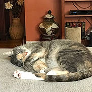 Dandi is registered to the contest to win money with this photo: carnivore, cat, domestic_short_haired_cat, european_shorthair, felidae, nap, small_to_medium_sized_cats, whiskers