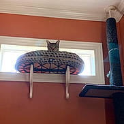 Mouse joined the competition — help win amazing prizes! cat, ceiling, furniture, house, interior_design, room, table, wall, wood