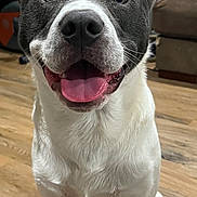 Bandit joined the competition — help win amazing prizes! dog, pet, canine, indoor, floor, wooden_floor, tongue_out, happy, smiling, ears, close_up, animal, friendly, white_fur, grey_fur, sitting, companion, domestic, cute, playful