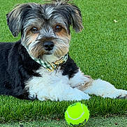 Bentley joined the competition — help win amazing prizes! animal, canine, collar, cute, dog, eyes, fluffy, fur, grass, green, laying, looking, nature, outdoor, pet, playful, portrait, resting, small_dog, tennis_ball