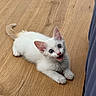 kitten, cat, blue_eyes, white_fur, wooden_floor, pet, animal, indoor, young_cat, cute, playful, fur, whiskers, ears, paws, looking_up, open_mouth, flooring, domestic_animal, curious