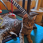 Poupée a rejoint le concours — aidez-le/la à gagner de superbes lots ! animal, blanket, cat, cat_toy, cat_tree, curious, ears, furniture, home, indoor, kitten, paw, pet, playful, relaxed, soft, striped, tabby, toy, window