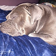 Kyia joined the competition — help win amazing prizes! dog, sleeping, blanket, indoor, close_up, gray_dog, pet, cozy, resting, fur, snout, ear, paw, soft, comfort, bed, animal, peaceful, portrait, canine