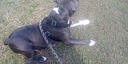 Kyia is registered to the contest to win money with this photo: dog, leash, grass, outdoor, pet, black_dog, white_patch, canine, animal, collar, resting, side_view, nature, daylight, fence, domestic_animal, muzzle, paw, quiet, relaxed