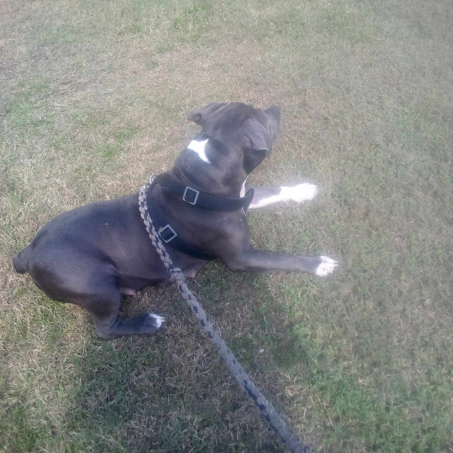 Kyia is registered to the contest to win money with this photo: animal, black_dog, canine, collar, daylight, dog, domestic_animal, fence, grass, leash, muzzle, nature, outdoor, paw, pet, quiet, relaxed, resting, side_view, white_patch