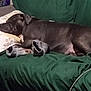 Kyia is registered to the contest to win money with this photo: dog, sleeping, couch, green_couch, pillow, floral_pillow, gray_socks, indoor, resting, pet, canine, cozy, relaxed, domestic_animal, fur, animal, comfort, napping, side_view, household_item