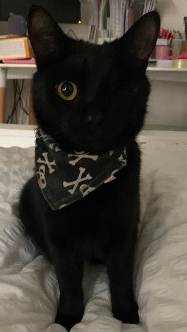 Cecil is registered to the contest to win money with this photo: black_cat, bombay, carnivore, cat, collar, dog_breed, domestic_short_haired_cat, felidae, fur, small_to_medium_sized_cats, snout, tail, terrestrial_animal, whiskers, working_animal