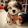 puppy, dog, pet, fluffy, cute, jacket, hand, white_surface, indoor, animal, young, small, fur, collar, button, domestic, friendly, mammal, closeup, adorable
