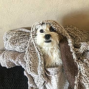 Pitaya a rejoint le concours — aidez-le/la à gagner de superbes lots ! dog, blanket, cozy, fur, pet, indoors, texture, white, gray, cute, snuggled, resting, comfort, soft, warm, animal, couch, relaxed, home, portrait