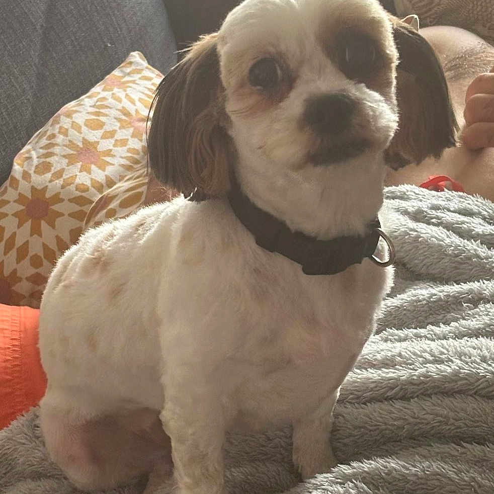 Pitaya participe au concours pour gagner de l'argent avec cette photo : animal, blanket, collar, comfortable, companion, couch, cozy, curious, cute, dog, domestic, fur, groomed, home, indoor, pet, pillow, relaxed, sitting, small_dog