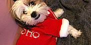 Pitaya a rejoint le concours — aidez-le/la à gagner de superbes lots ! dog, pet, animal, cute, red_sweater, cozy, blanket, couch, fur, indoor, small_dog, looking_at_camera, resting, comfortable, adorable, white_fur, brown_fur, knitwear, home, portrait