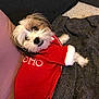 dog, pet, animal, cute, red_sweater, cozy, blanket, couch, fur, indoor, small_dog, looking_at_camera, resting, comfortable, adorable, white_fur, brown_fur, knitwear, home, portrait