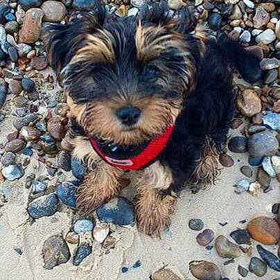 Milo is registered to the contest to win money with this photo: