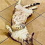 cat, animal, pet, spotted, lying_down, floor, tile, playful, relaxed, indoor, fur, whiskers, paws, tail, cute, mammal, domestic, resting, funny_pose, eyes_open