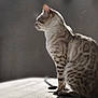 Shere Khan a rejoint le concours — aidez-le/la à gagner de superbes lots ! cat, animal, pet, feline, sitting, side_profile, spotted_fur, sunlight, shadow, quiet, peaceful, indoor, surface, looking_away, domestic_animal, whiskers, ears, fur_pattern, calm, soft_light