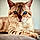 Shere Khan