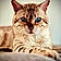 Shere Khan