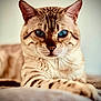 Shere Khan a rejoint le concours — aidez-le/la à gagner de superbes lots ! cat, blue_eyes, close_up, cream_color, feline, fur, indoor, laying_down, looking_at_camera, mammal, pet, portrait, resting, striped, whiskers, young_cat, animal, cute, soft_texture, relaxed