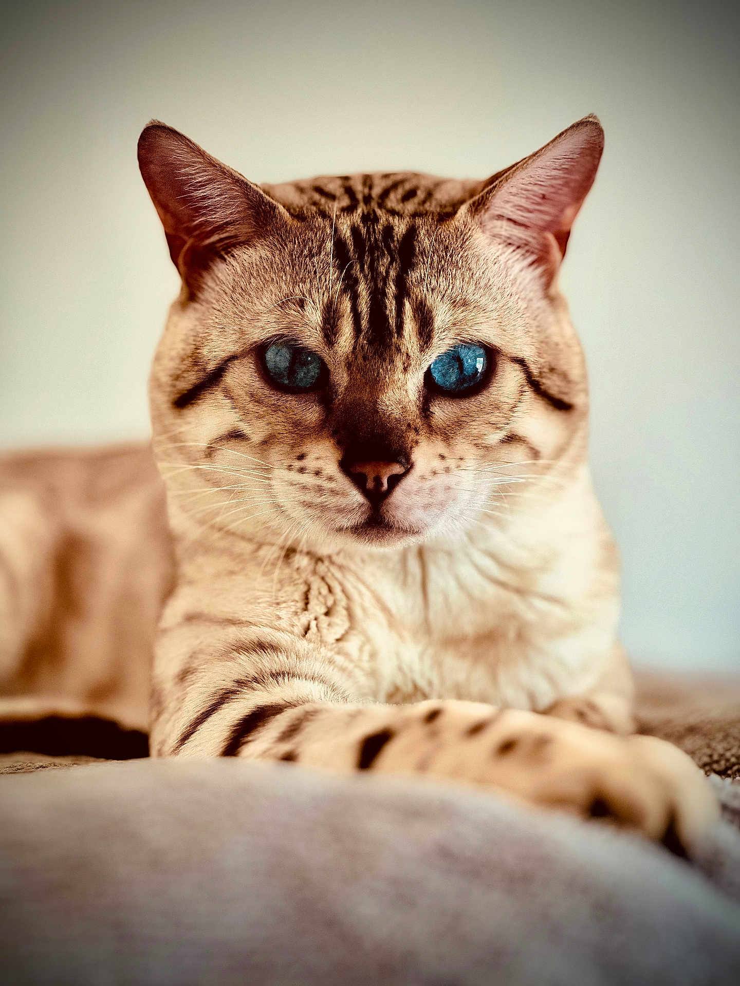 Shere Khan