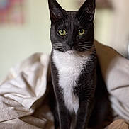 Bindi is registered to the contest to win money with this photo: animal, bed, bedding, black_and_white, blanket, cat, centered_composition, closeup, cozy, ears, green_eyes, home, indoor, pet, portrait, short_hair, sitting, tuxedo_cat, whiskers, yellow_eyes