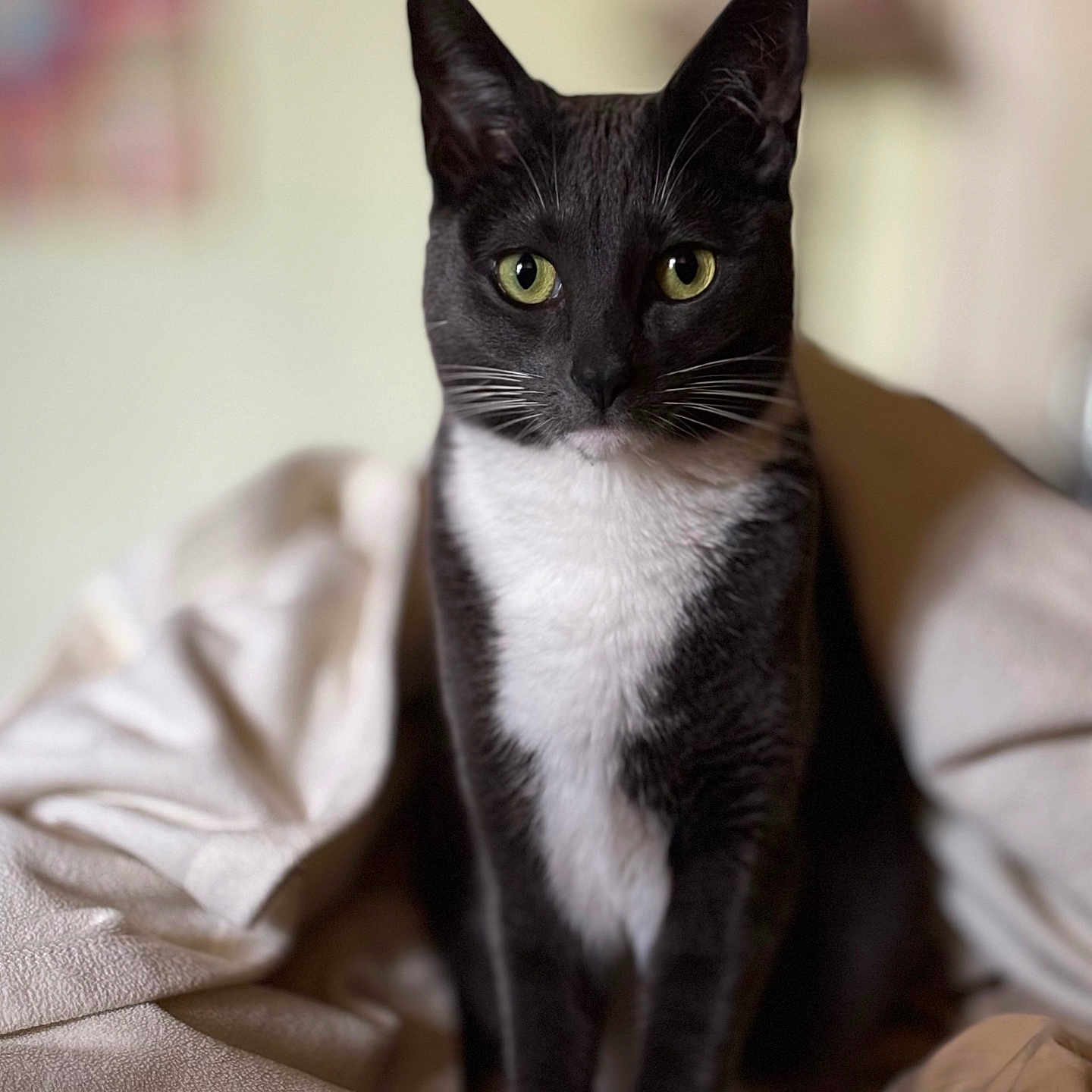 Bindi
