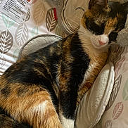 Callie is registered to the contest to win money with this photo: animal, baby_bed, black, calico_cat, cat, closeup, cozy, cushion, fabric, fur, indoor, orange, pattern, paw, pet, relaxation, resting, sleeping, soft, white