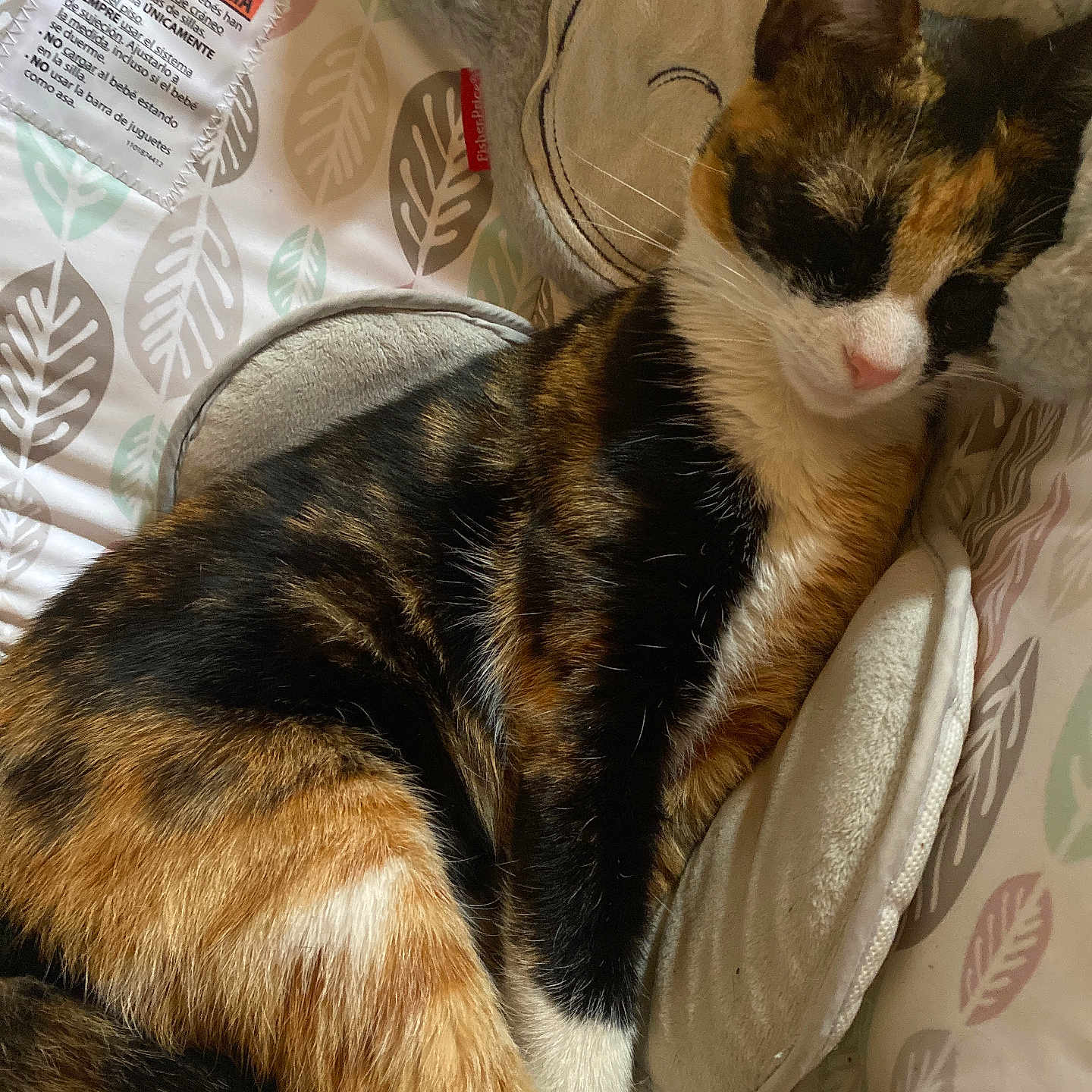 Callie is registered to the contest to win money with this photo: animal, baby_bed, black, calico_cat, cat, closeup, cozy, cushion, fabric, fur, indoor, orange, pattern, paw, pet, relaxation, resting, sleeping, soft, white